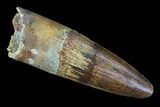 Real Spinosaurus Tooth - Nice Preservation #96488-1